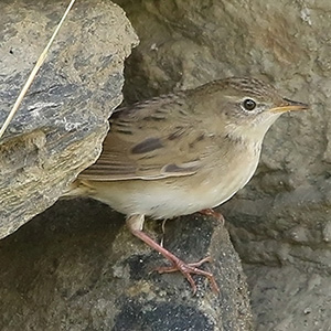 Grasshopper-Warbler